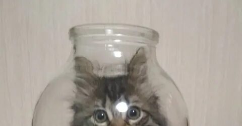 Т банк кот