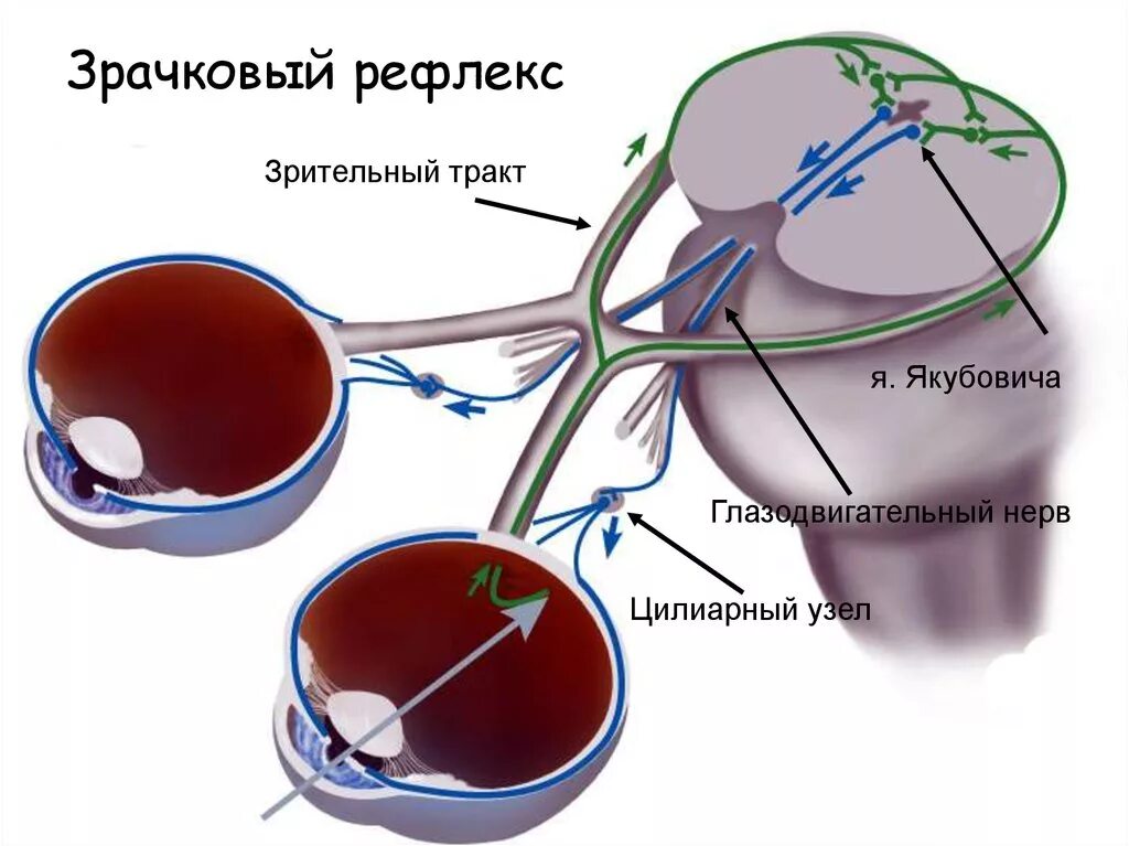 Зрачковый рефлекс физиология. 3. Зрачковый рефлекс. Схема зрительного рефлекса. Рефлекс расширения зрачка.