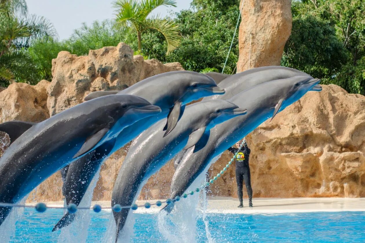 Дельфинарий варадеро. Лоро парк Испания дельфинарий. Дельфин в Тенерифе Лоро парк. Лоро-парк (Испания, Тенерифе). Аквариум Лоро парк, Тенерифе.
