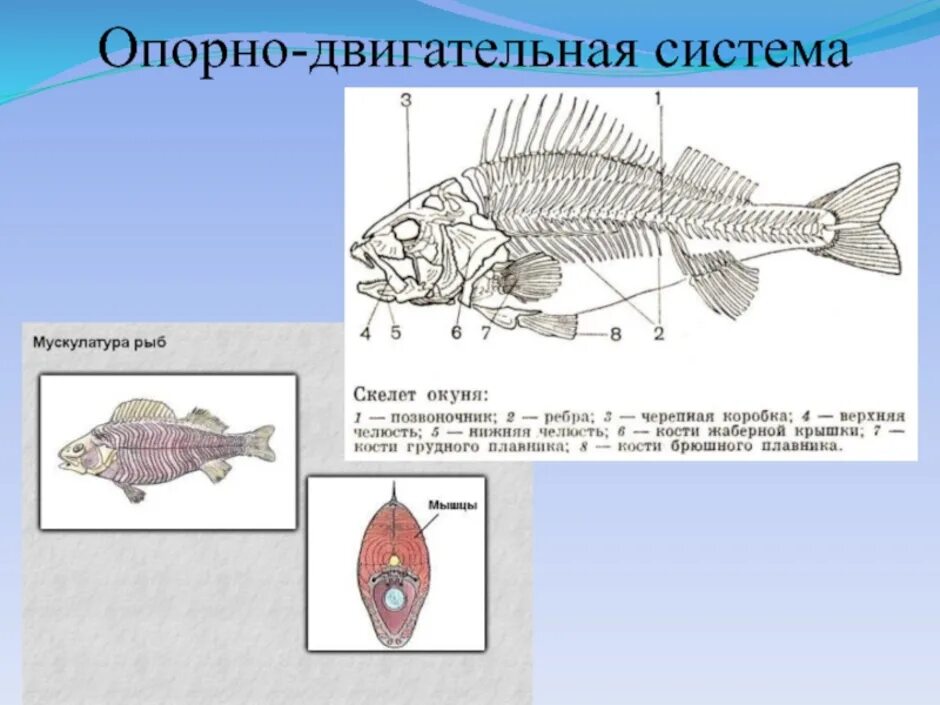 Опорно двигательная система костных рыб. Строение опорно двигательной системы у рыб. Опорно двигательная система рыб 7 класс. Скелет костной рыбы 7 класс биология.