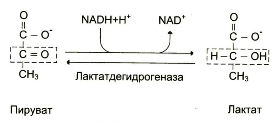 Лактат в пируват реакция. Превращение лактата в пирувата. Реакция из пирувата в лактат. Реакция образования лактата из пирувата.