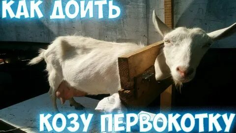Сколько дает коза первокотка