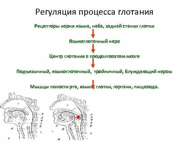 Регуляция процесса глотания. Регуляция глотания физиология. Механизм акта глотания. Нервная регуляция глотания.