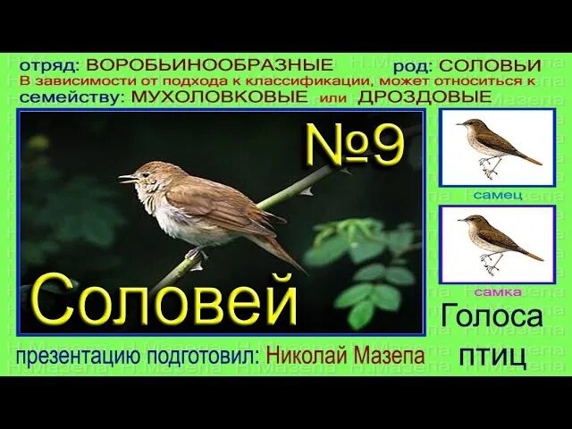 Голоса птиц словами. Соловей самец. Соловей голос птицы. Соловей самец и самка. Голос соловья.