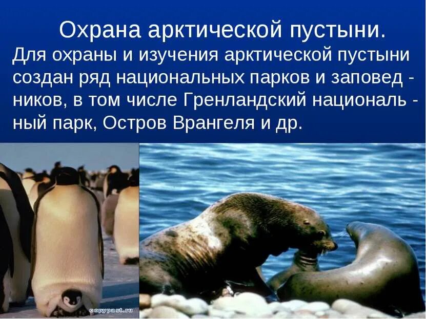 Проблемы охраны пустыни. Зона арктических пустынь охрана природы. охрана природы в арктических пустынях. охрана природы арктических пустынь в россии. охрана природы арктич пустыни.