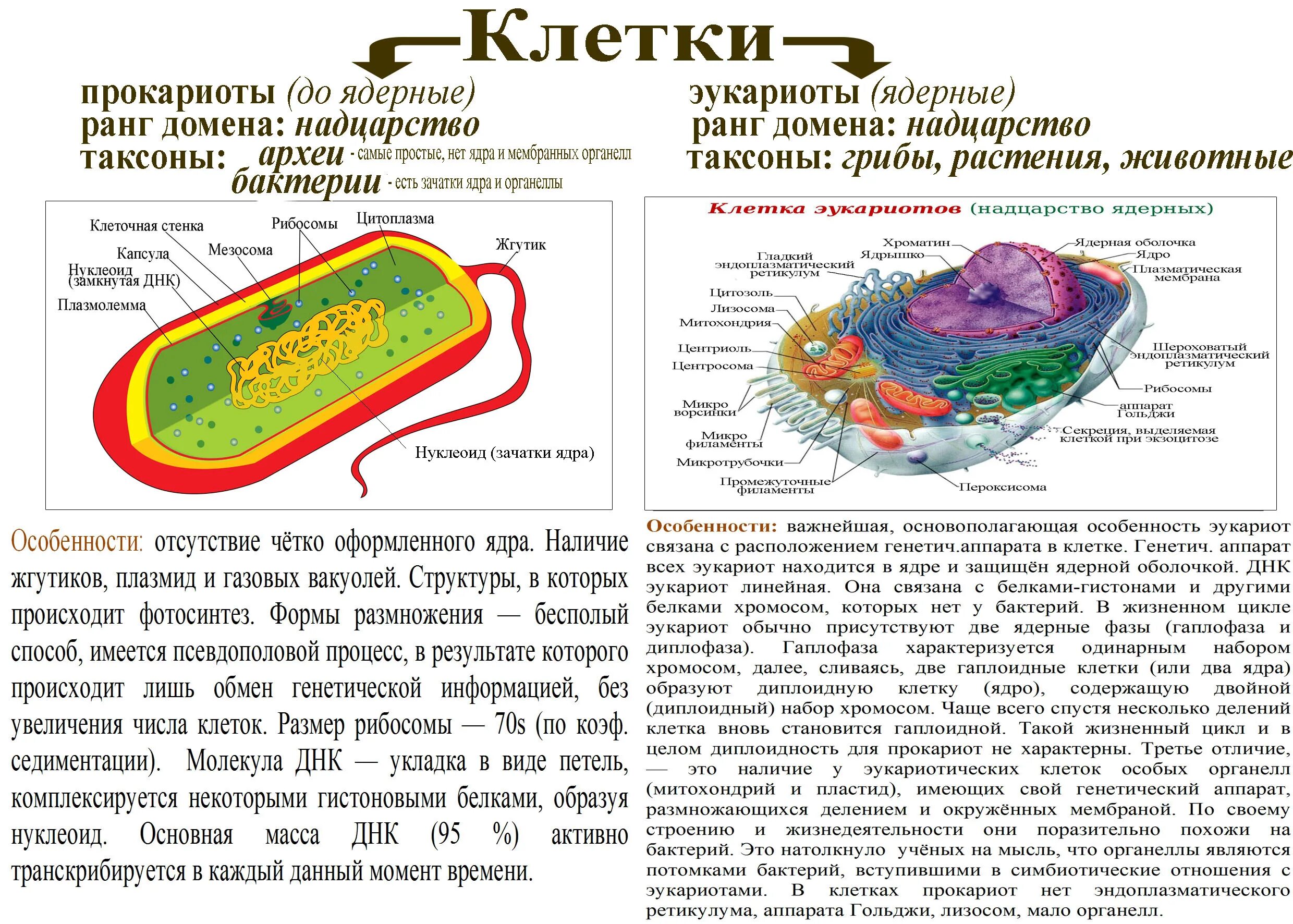 Прокариоты теория. Строение клетки прокариот и эукариот. Прокариотические и эукариотические клетки органоиды. Эукариотическая клетка и Прокариотическая клетка строение и функции. Прокариотические и эукариотические клетки» функции.