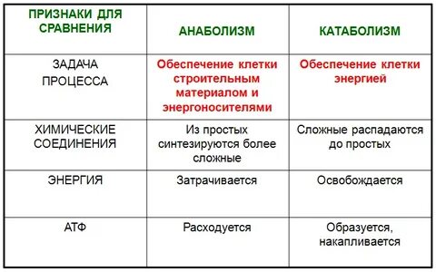 Что такое анаболизм и катаболизм