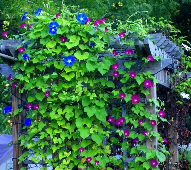 Enredadera de flor azul :3 lo más hermoso! Garden archway, Garden arches, Backya