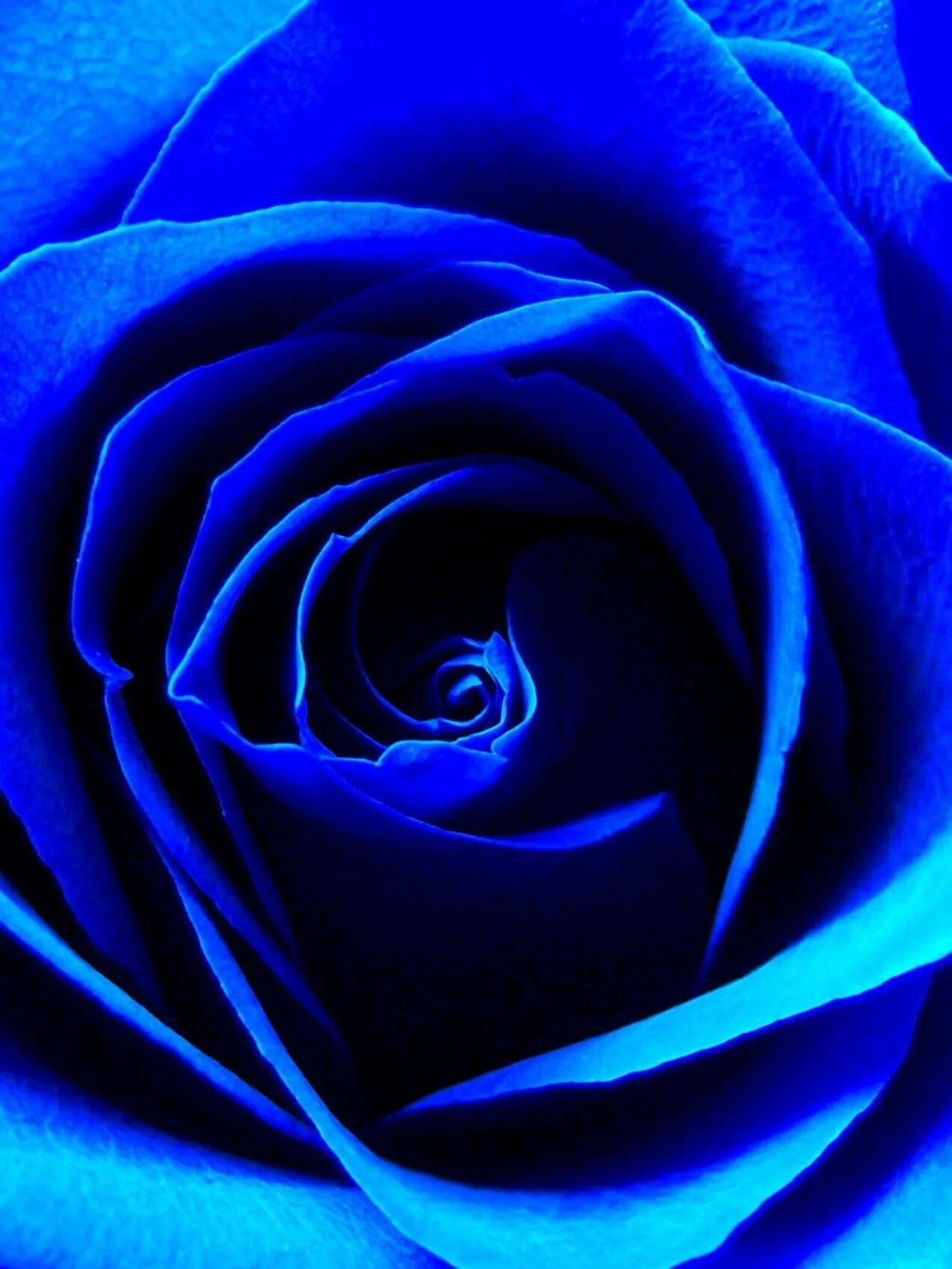 Музыка сини сини. Роза индиго. Синий цвет. Синяя роза. Цвет индиго.