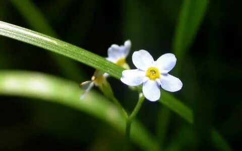 Small flower