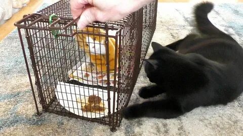 Как поймать дикого котенка