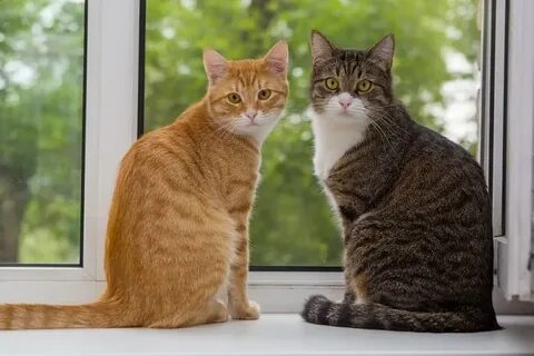 Кошка 2 кота