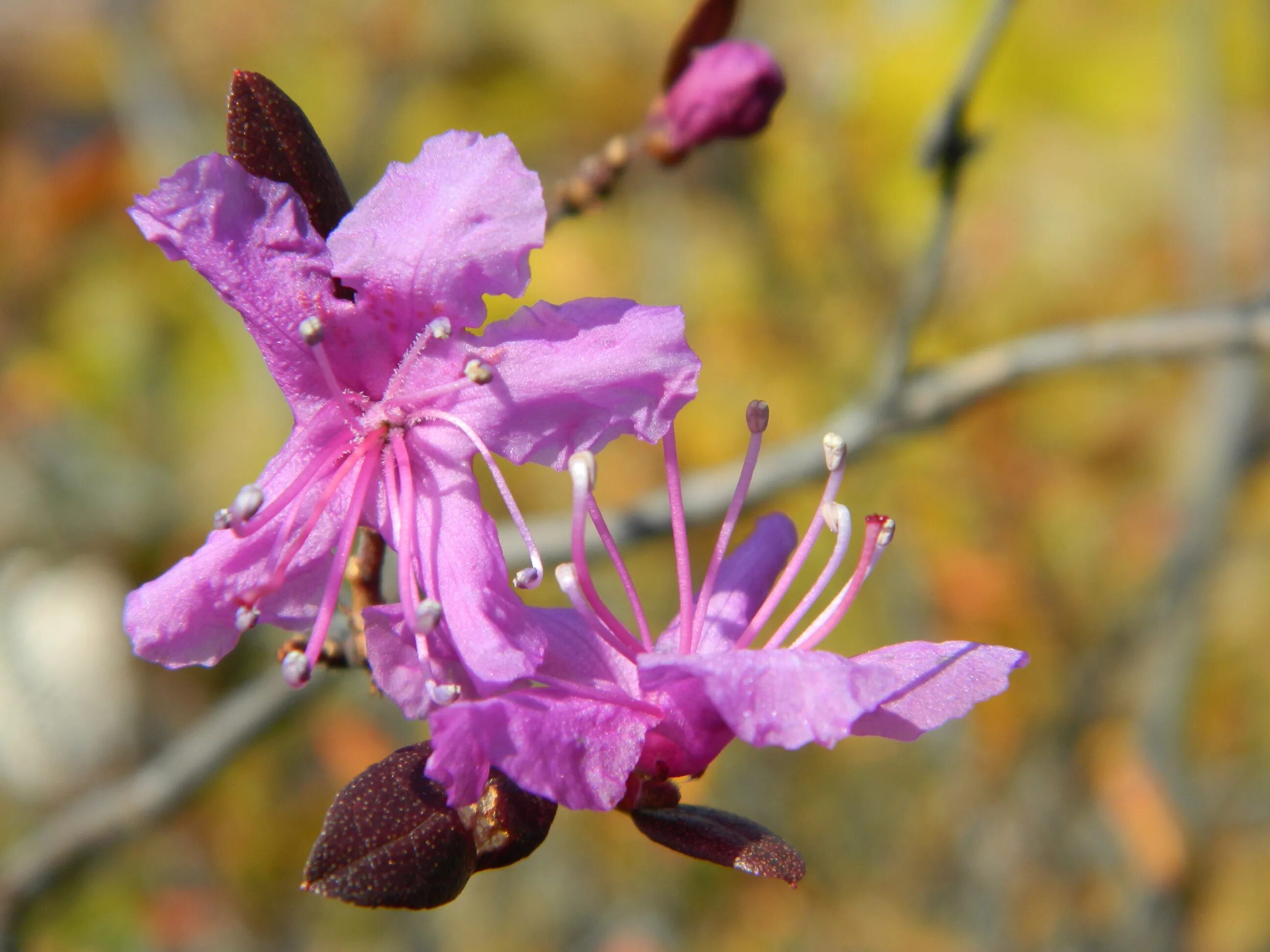 Коста багульник. Ансамбль багульник улан-удэ. Багульник науки 17. Багульник лесной. Багульник осенний.