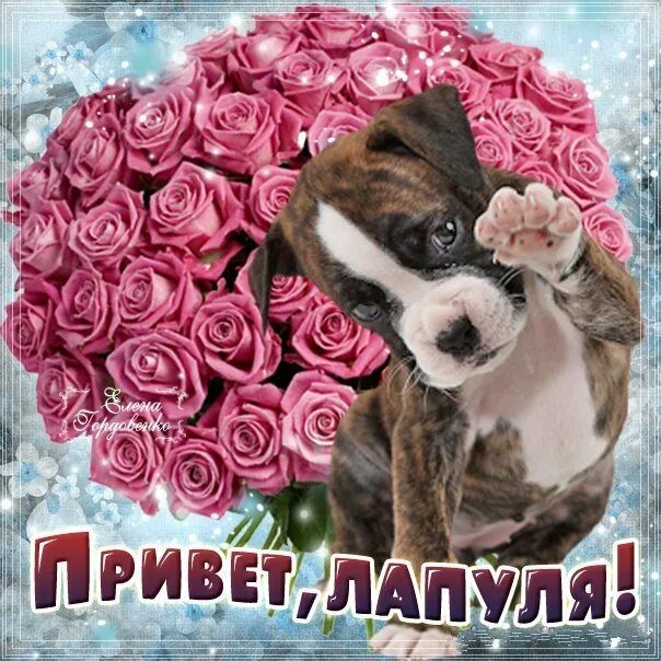 Доченька лапуля лапуля. Привет лапуля. приветик лапуля. доброе утро лапуля. открытка лапуля.