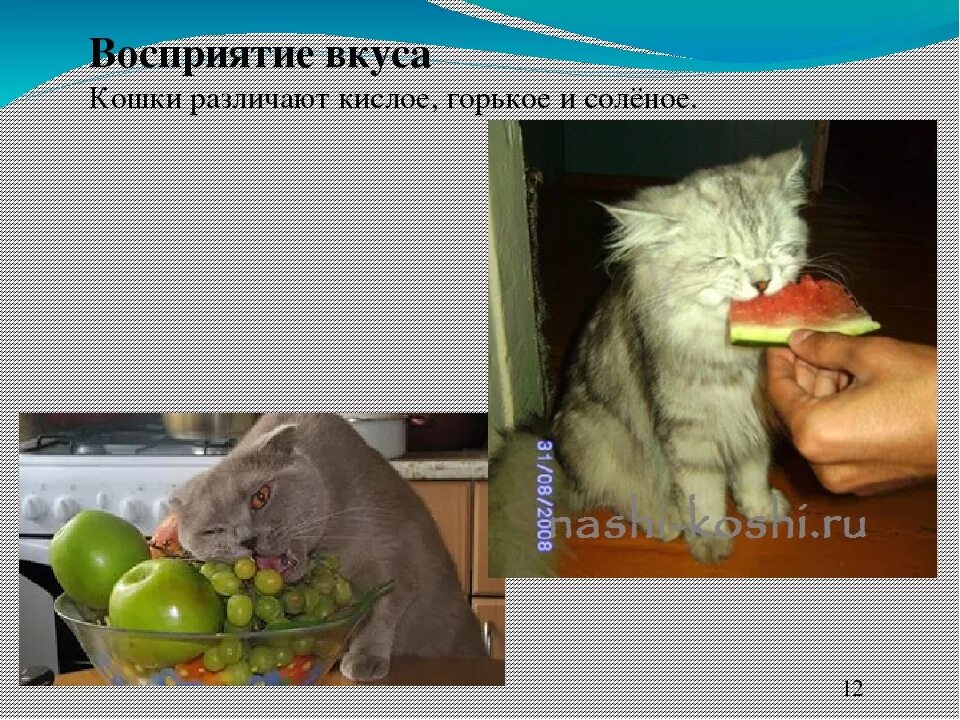 Какие вкусы различают кошки. Чрезмерная любовь к кошкам как называется. Какие вкусы чувствуют кошки. Какого вкуса не чувствуют кошки. Органы осязания у кошек.