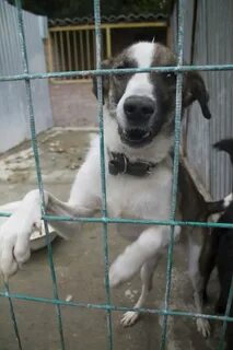 Приют орел