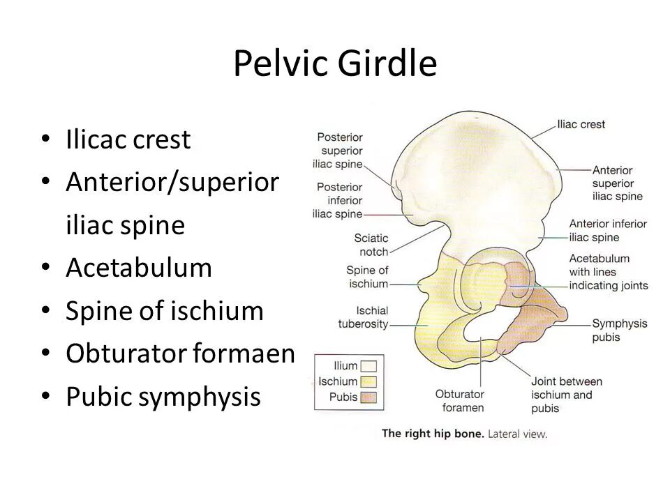 Crest перевод. Ischium латынь. pelvic girdle. iliac crest перевод. супериор и антериор с латыни.