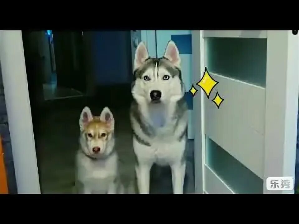 Хаски я бандит не строю глазки. Хаски я бандит не строю глазки. Сибирский хаски пегий. Хаски бандит и хаски бублик ютуб. Мультик хаски бандит.