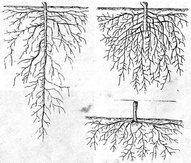 Корневая вишни. Корни абрикосового дерева. Корни яблони. Строение корневой системы яблони.