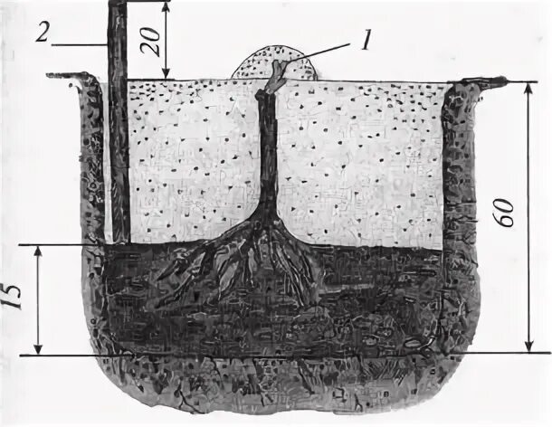 Как посадить виноград без корня. Корень винограда в разрезе. Схема посадки винограда. Машина для посадки винограда.