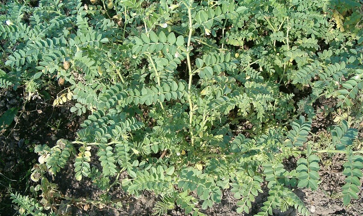 Нут растение как выглядит фото и описание How to Grow Chickpeas, Garbanzo Beans Harvest to Table Planting herbs, Chickpe