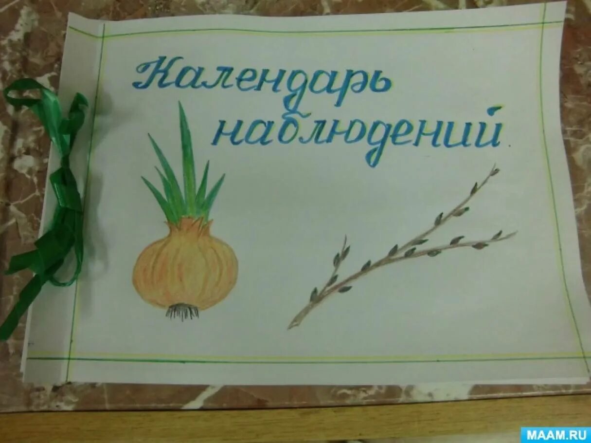 Дневник наблюдения за луком в детском. Дневник наблюдения за луком. Наблюдение за луком в садике. Наблюдение за ростом лук на грядке.