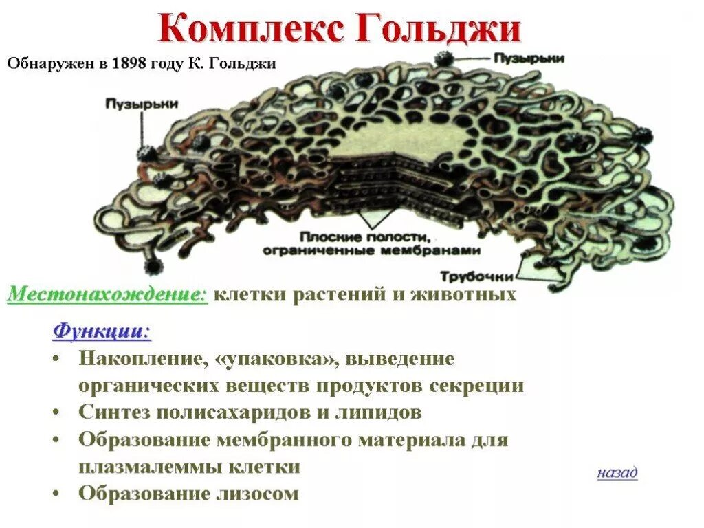 Функция органоидов комплекс гольджи. Функции пластинчатого комплекса гольджи. комплекс гольджи егэ биология. функции комплекса гольджи егэ биология.