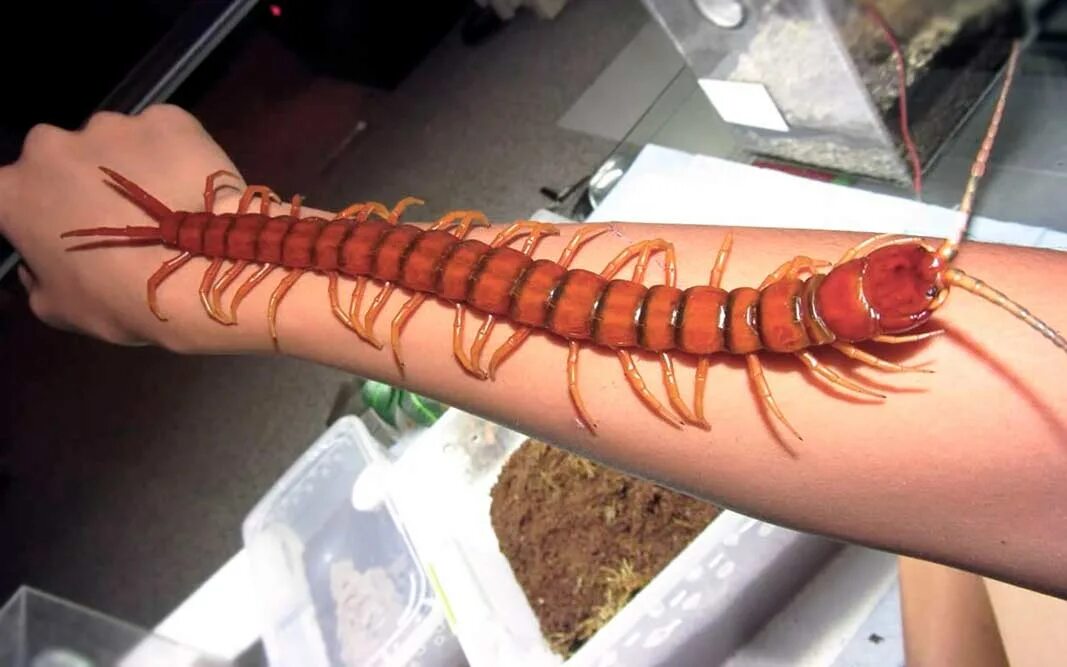 Амазонская сколопендра. Сколопендра гигантея. Гигантская сколопендра многоножки. Сколопендра кубанская. Сороконожка сколопендра.