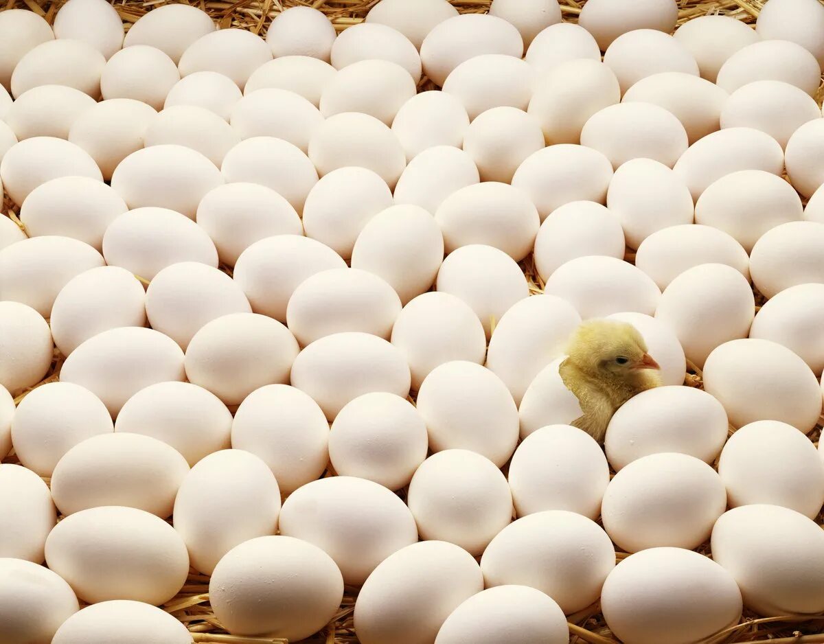 Яйца Чайковская птицефабрика. Птицеферма яйца. Инкубационные яйца на птицеферме. Много яиц.