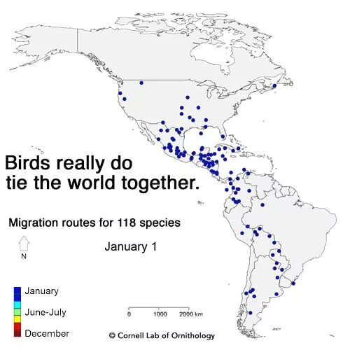 Causes of bird migration. Карта миграции птиц. миграция гифка. bird migration routes. миграция животных гиф.