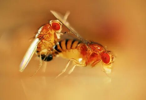 Fruit fly