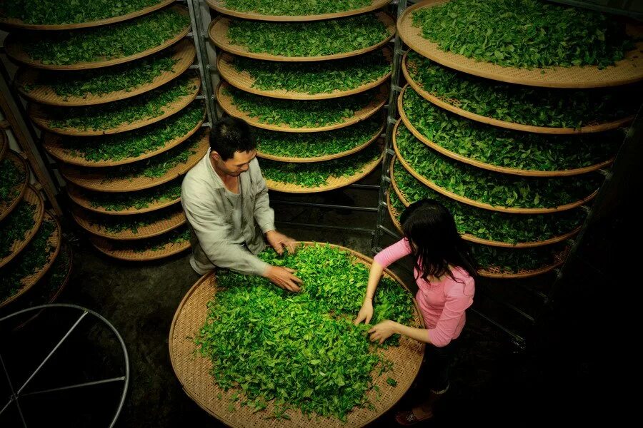 Интересные производства в мире. Производство чая. Чайный завод. Производство чая в Китае. Тайваньское оборудование для производства чая.