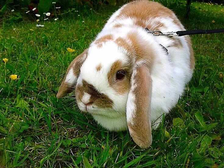 Rabbit type. Rabbit type