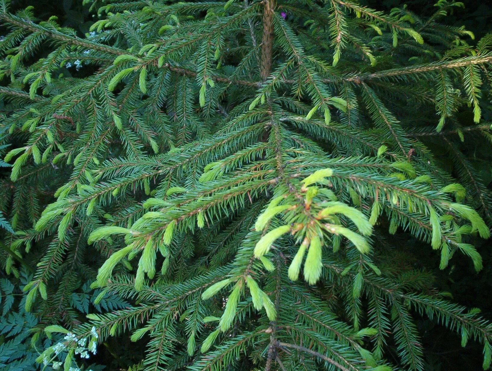Фотка ели. Ель корейская (Picea koraiensis). Picea orientalis 'Araucaria'. Picea Asperata Chevreloup. Ель пирамидальная.