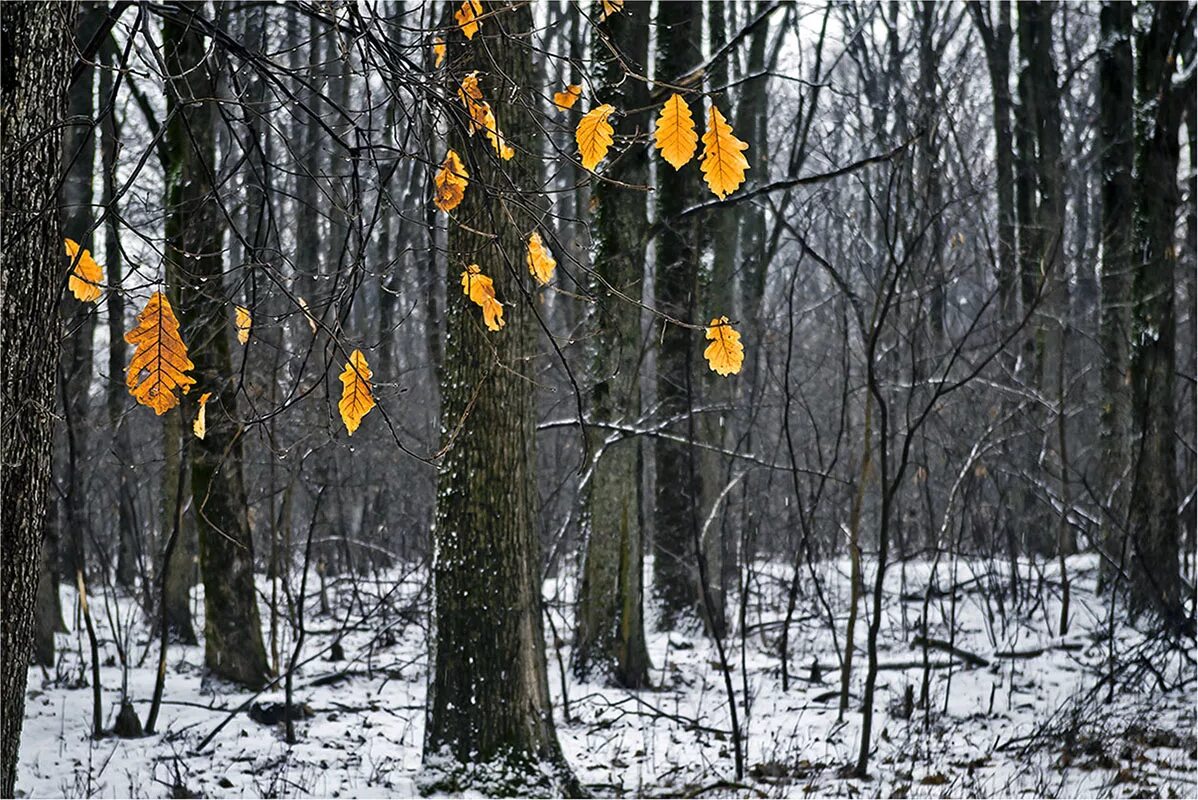 Придет ноябрь. С последним днем осени. Последний день осени фото. Последние дни осени фотосессия. Последний день осенью.