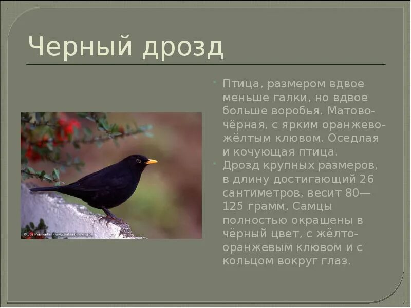 Кряква, чайка и рябинник: топ городских птиц Новосибирска nsknews.info Дзен