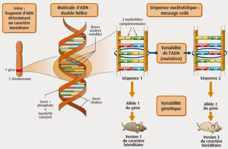 Ген это фрагмент молекулы. Genetic code in DNA sequence.