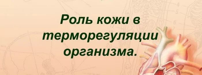 Участие кожи в терморегуляции. Роль кожи в терморегуляции. Роль кожи в теплорегуляции организма. Роль кожи втерморегудяции. Роль кожи в терморегуляции организма