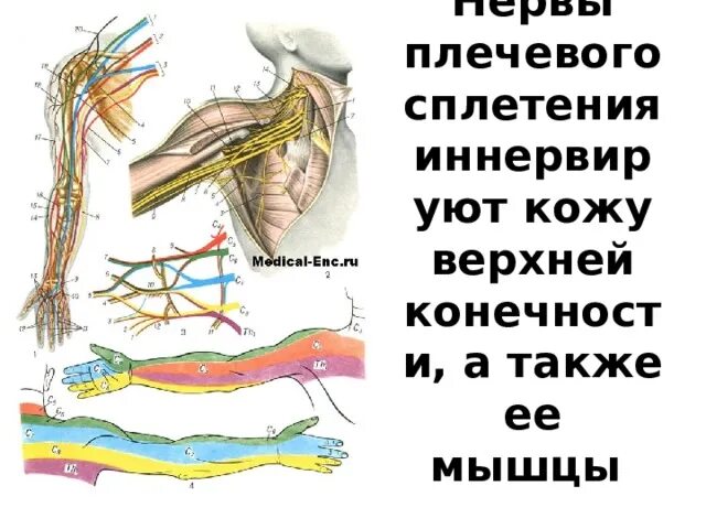 Блокада сплетения. Схема формирования плечевого сплетения. Нервы плечевого сплетения. Блокада плечевого сплетения анатомия. Протокол блокады плечевого сплетения.