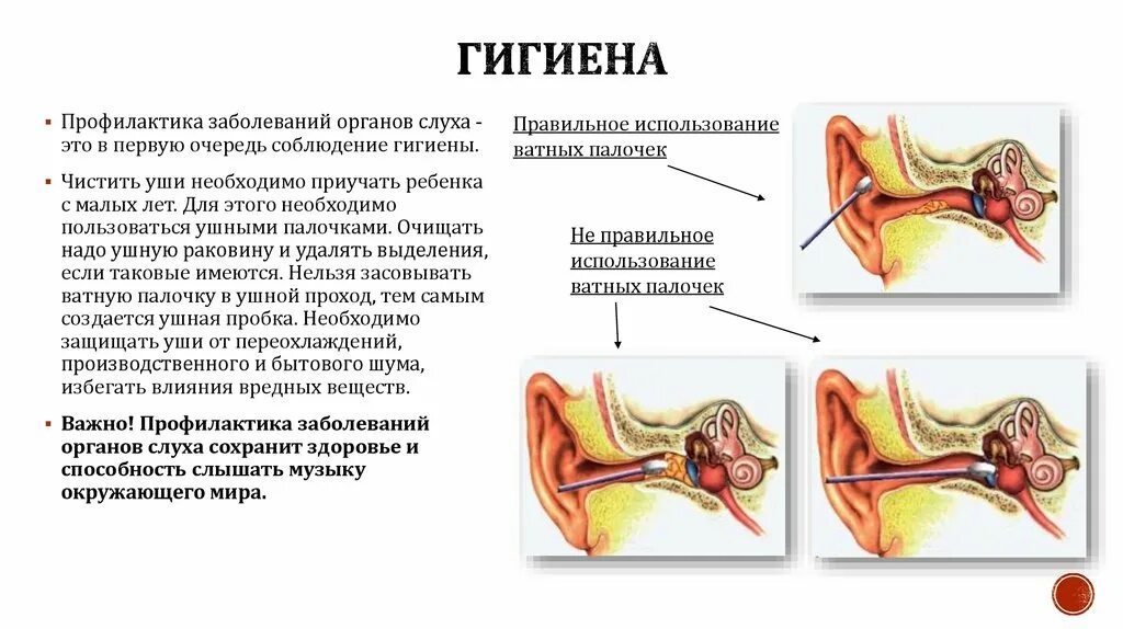 Профилактика органов слуха