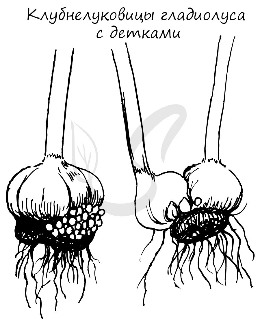 Вегетативное размножение клубнелуковицами. Размножение клубнелуковицами схема. Размножение клубнелуковицами гладиолуса. Размножение луковицами клубнелуковицами клубнями. Вегетативное размножение с помощью луковиц