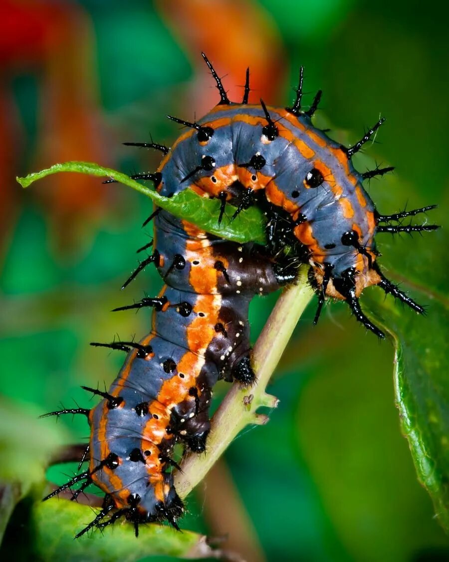 Разноцветные жуки и бабочки. Гусеница бабочки Carthaea saturnioides. Гусеница бабочки шоколадницы. Гусеница личинка бабочки. Катерпиллер насекомое.