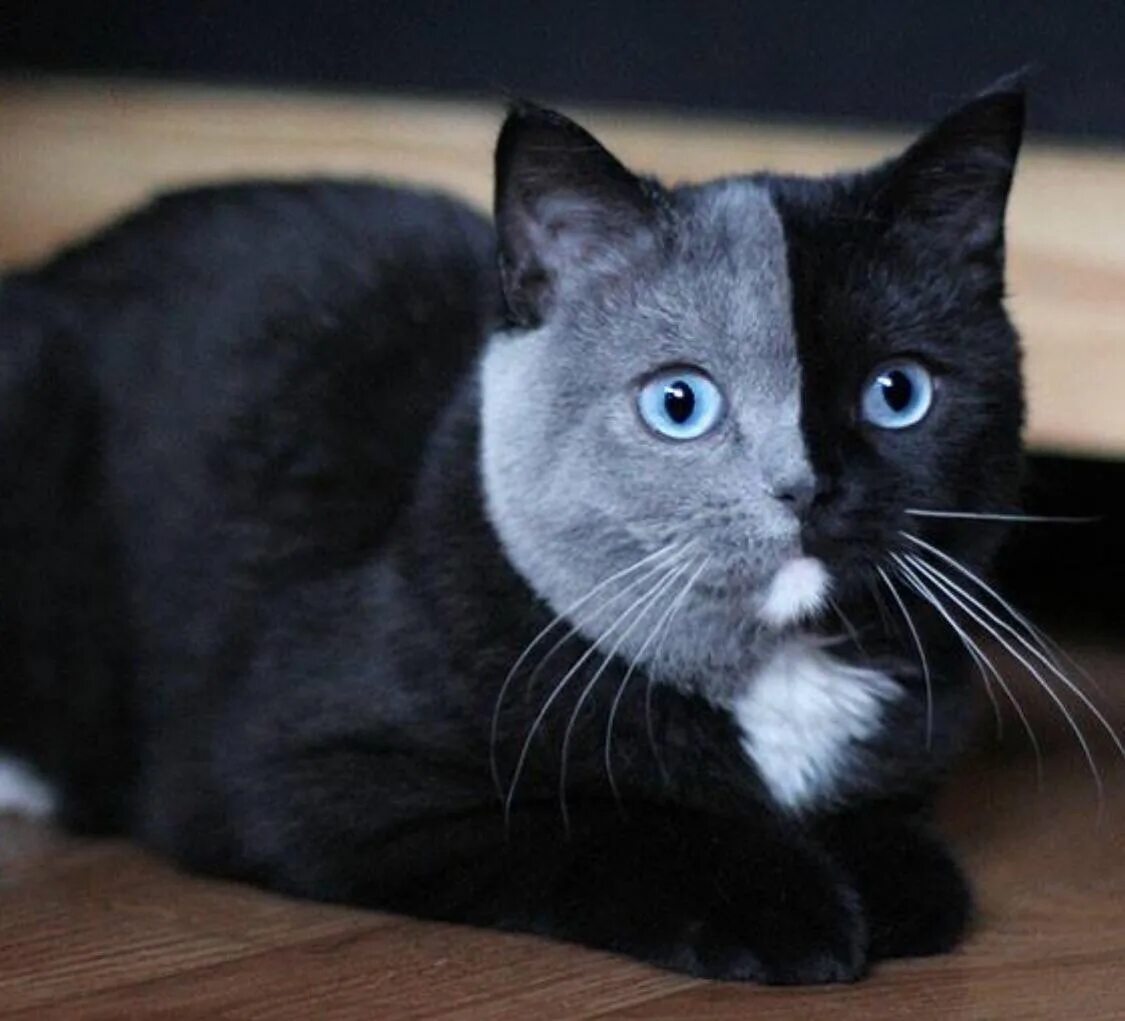 Породы кошек черно серого окраса. Британский кот черный биколор. Шотландский скоттиш страйт. Скоттиш страйт Британская черная. Британская короткошёрстная кошка черная.