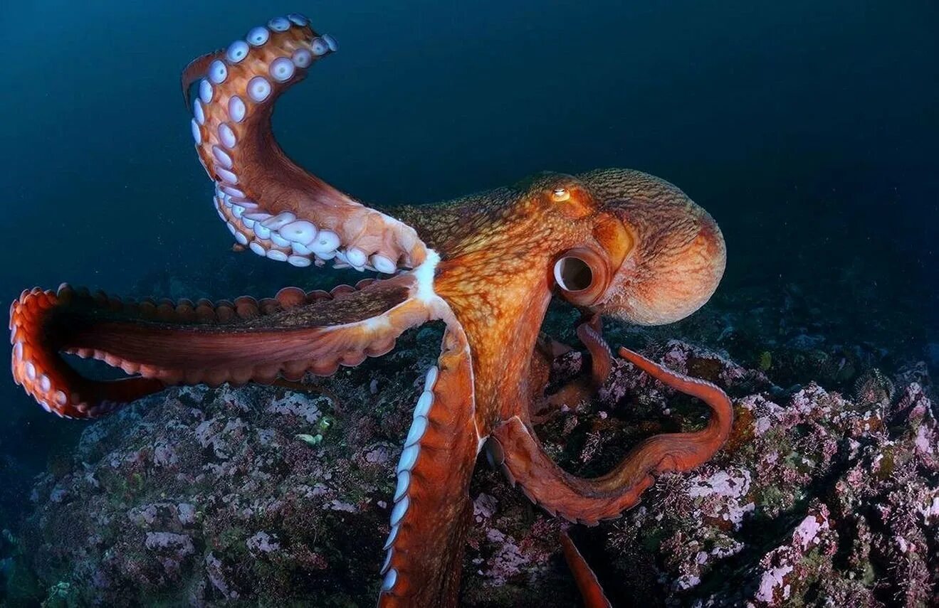 Морские головоногие моллюски. Осьминог Дофлейна гигантский. Осьминог Аполлион. Спрут головоногий моллюск. Море живое существо