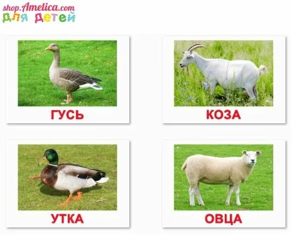 Карточки домана домашние птицы. Включи карточки домана домашние животные. Карточки домана большие домашние животные. Карточки домана домашние животные. Карточки домана домашние животные.