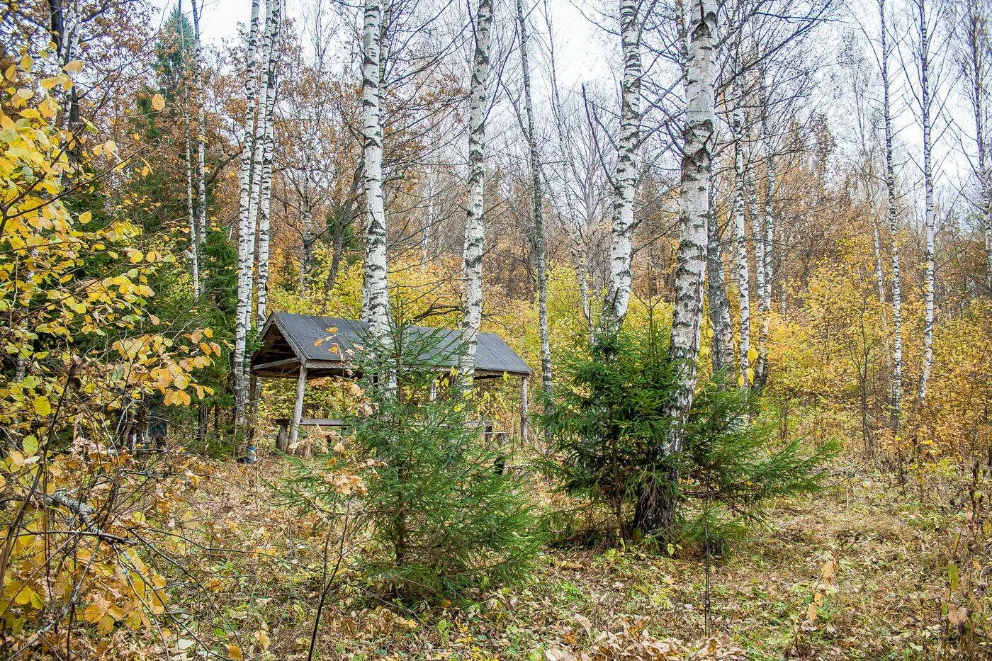 Видели в лесу родник с оранжевыми. Лесная сказка Медногорск. Лесная сказка Удмуртия. Лесная сказка Заречный Свердловская область. Лесные Родники фото.