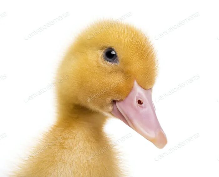 Duck up
