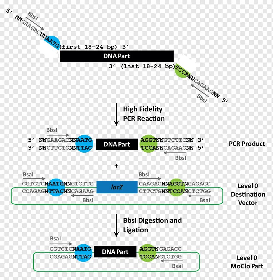 Источник https chemer ru services reactions chains. Сайты рестриктаз. Сайты узнавания рестриктазы. Рестрикция. Сайты рестрикции для рестриктаз таблица.