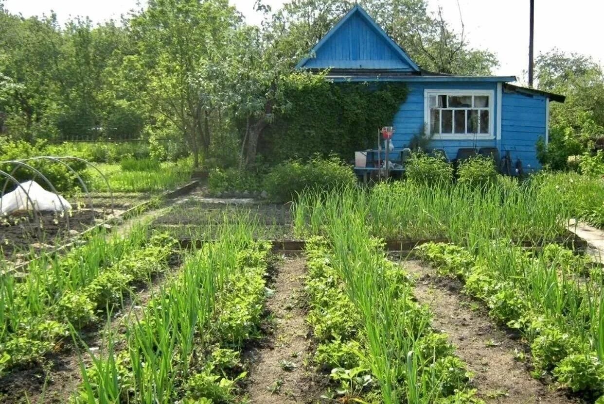 Дачные участки александров. Деревенский домик с огородом. Дачный участок. Садовый участок. Деревенский огород.