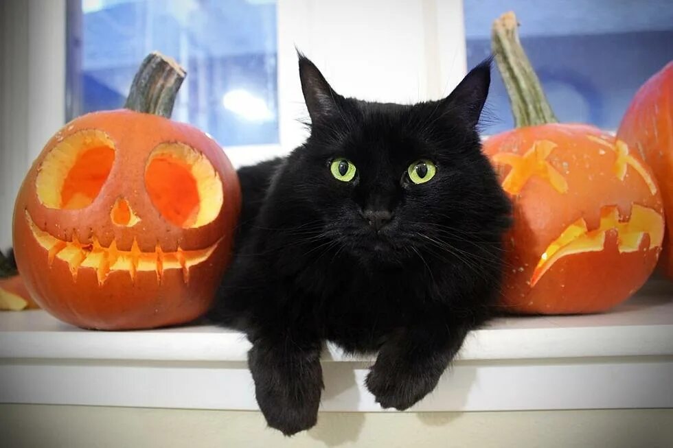 Котенок хэллоуин. Хэллоуин кошка. кот в тыкве. черный кот хэллоуин. тыква на хэллоуин кот.